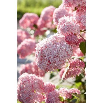 Hydrangea arborescens Pink Annabelle - Invincibelle Spirit