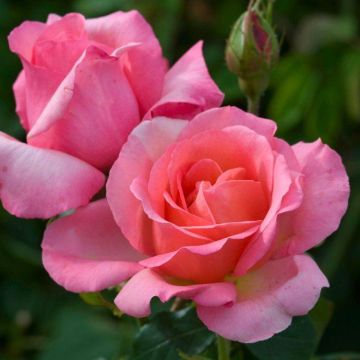 Rose Lovely Lady - Hybrid Tea Rose