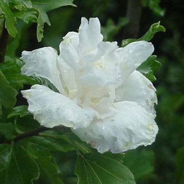 Hibiscus Admiral Dewey - Double Flowered