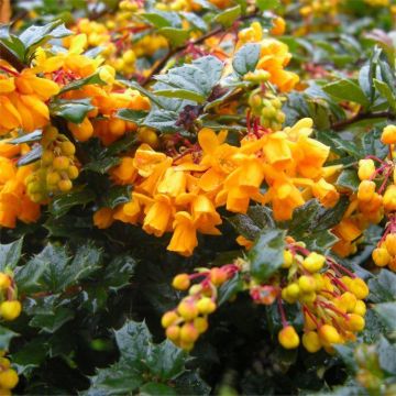 Berberis Darwinii - Darwins Fiery Flowered Barberry - Pack of THREE Plants
