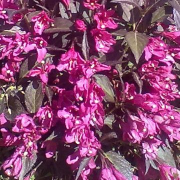 Weigelia follis nana purpurea