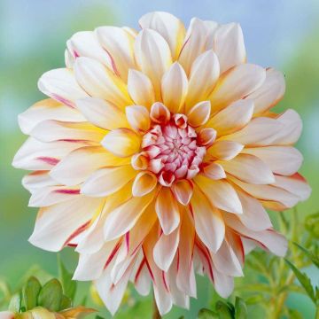 Dahlia Caribbean Fantasy 