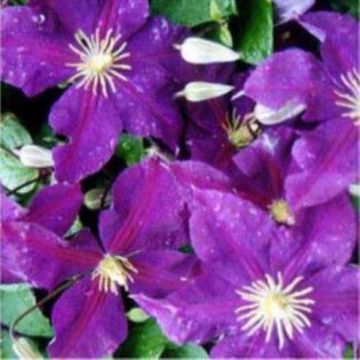 Large 6-7ft Specimen Climber - Clematis Jackmanii