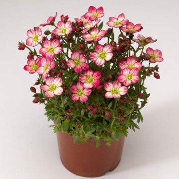 Saxifraga Mossy PINK - Cushion Saxifrage Plants