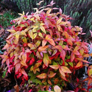 Nandina domestica Firepower - Sacred or Heavenly Bamboo Plant