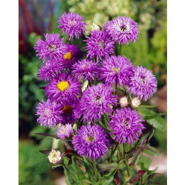 Erigeron 'Azure Fairy'