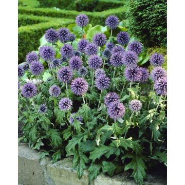 Echinops bannaticus 'Blue Globe'