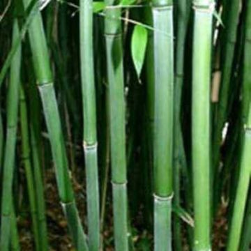 Phyllostachys Bissetii - Green Bamboo