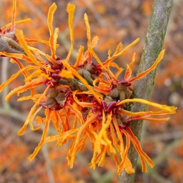 Hamamelis Jelena - Witch Hazel