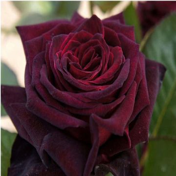 Rose Black Baccara - Hybrid Tea Rose