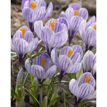 Crocus Pickwick