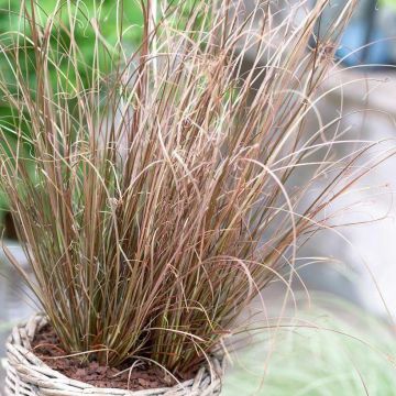 Carex Buchananii