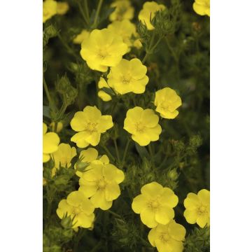 Potentilla recta Warrenii