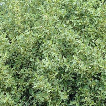 Cornus White Spot (aka White Gold) - Dogwood