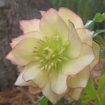 Helleborus Golden Lotus - Rare Double Flowered Yellow Hellebore