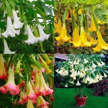 Brugmansia - Angels Trumpet Plant - Lucky Dip Colour