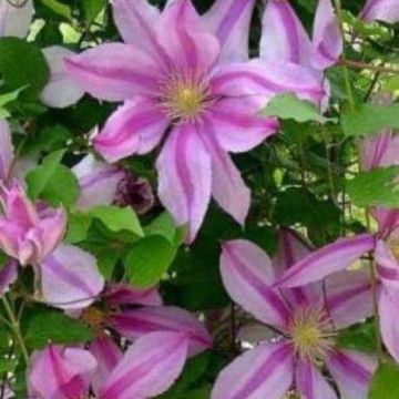 Clematis Nelly Moser