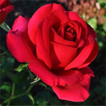 Rose 'My Valentine' - Hybrid Tea Rose