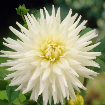 Dahlia My Love