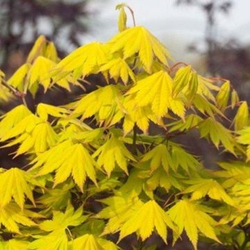 Acer shirasawanum Jordan - Golden Full Moon Maple