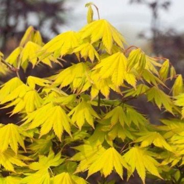 Acer shirasawanum Jordan - LARGE