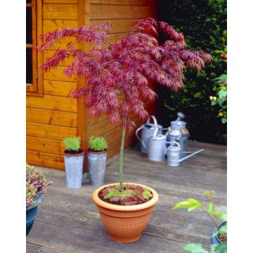 Large 100cm Weeping Acer Japanese Maple Trees - Firecracker