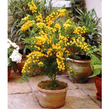 Patio Mimosa Plant - Acacia armata