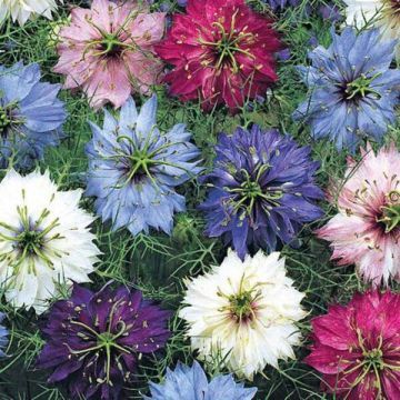 Nigella damascena Persian Jewels Mix
