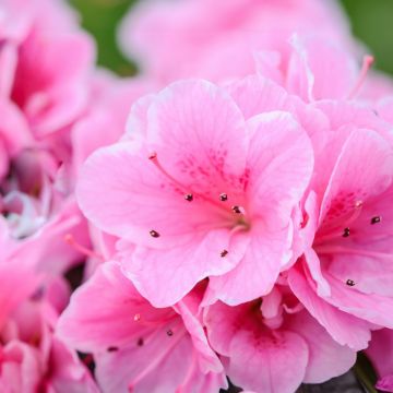 Azalea Japonica Conny - Dwarf Japanese Rhododendron-Evergreen