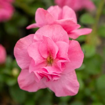 Azalea Japonica Lucy - Dwarf Japanese Rhododendron-Evergreen