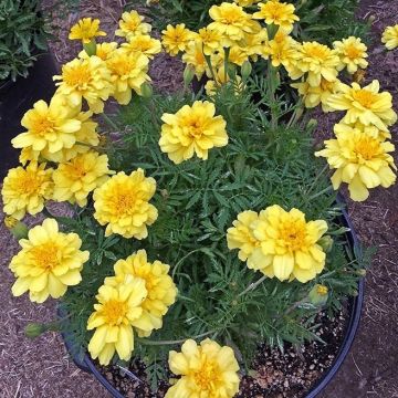 French Marigold - Alumia Vanilla Cream