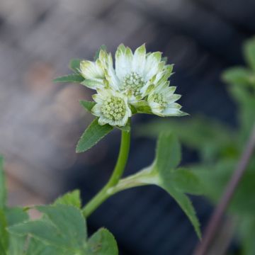 Astrantia major 'Moonshine'