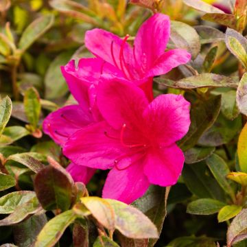 Azalea Rhododendron Encore Autumn Prince