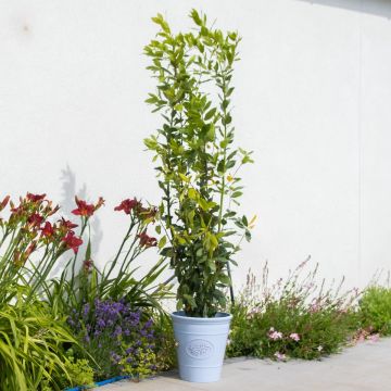 Bay Bush - Laurus nobilis - LARGE - circa 5ft (140-160cms) tall