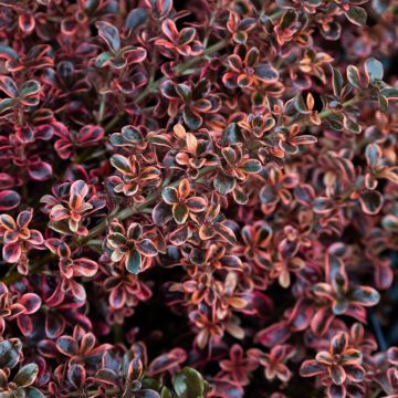Coprosma 'Fireburst - Looking Glass Plant