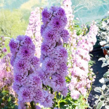 Delphinium 'Mystery Sensation'