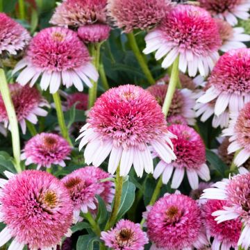 Echinacea Sombrero Double Pink
