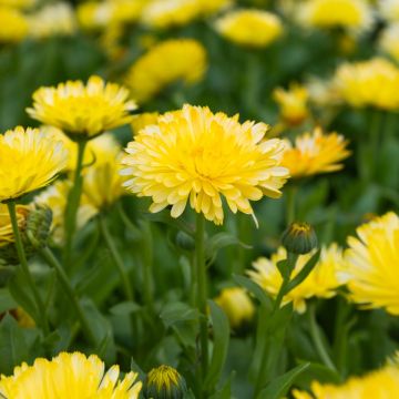 English Marigold - Calendula officinalis 'Double Lemon' - In Bud & Bloom