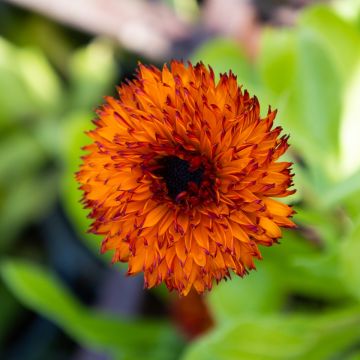 English Marigold - Calendula officinalis 'Neon' - In Bud & Bloom