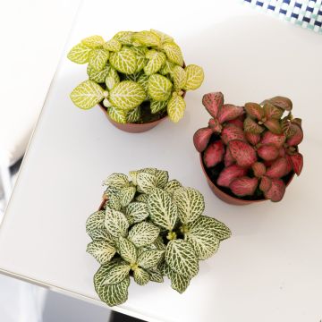 Fittonia Mix  - Pack of THREE Nerve Plants