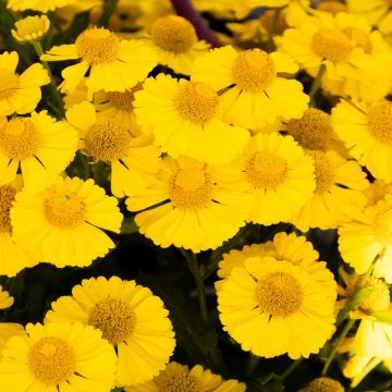 Helenium autumnale "Helena Gold"