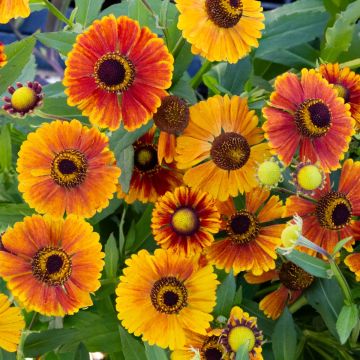 Helenium 'Peach Sundae'