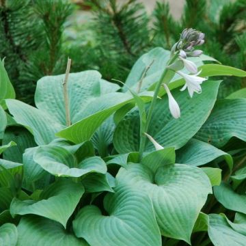 Hosta 'Marmalade on Toast'