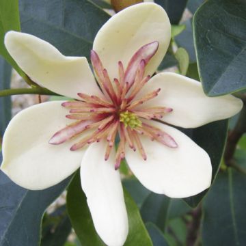 Magnolia laevifolia x figo 'White Caviar'