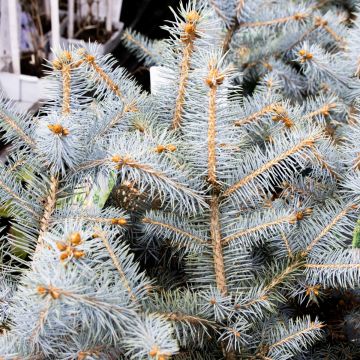 Picea pungens 'Blue Diamond' - Colorado Spruce