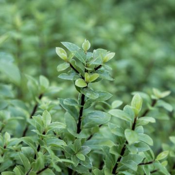 Pittosporum tenuifolium 'Silver Ball' 