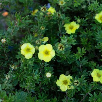 Potentilla fruticosa Katherine Dykes