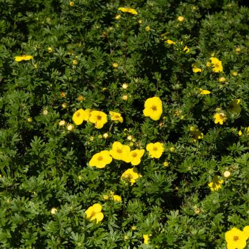 Potentilla fruticosa Katherine Dykes