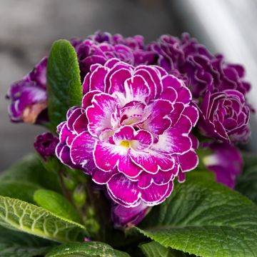 Primula belarina Candy Frost - Double Perennial Primrose