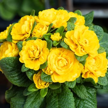 Primula belarina Goldie- Sumptuous Double Perennial Primrose